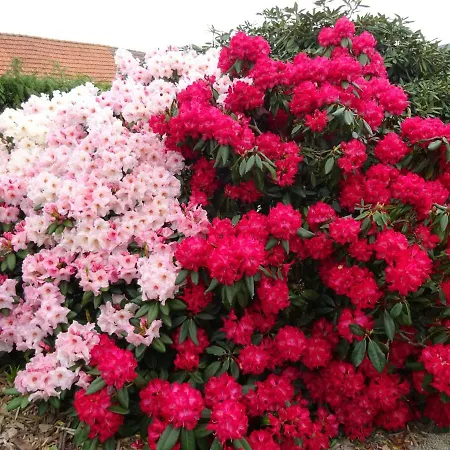 La Cour Du Bourg Saint-Jean-des-Champs