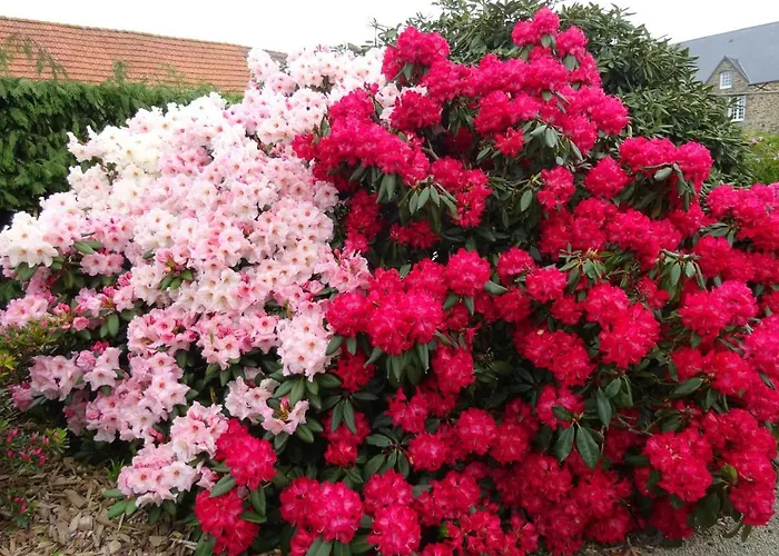 La Cour Du Bourg Saint-Jean-des-Champs